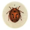 John Derian Tiny Dot Ladybug
