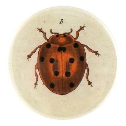John Derian Tiny Dot Ladybug