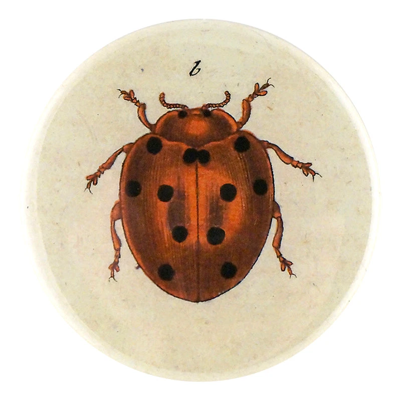 John Derian Tiny Dot Ladybug 3 John Derian Tiny Dot Ladybug
