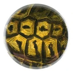 John Derian Tortoise Decoupage