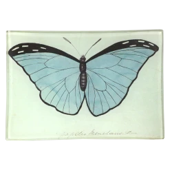 John Derian Blue Papilio (Butterfly)