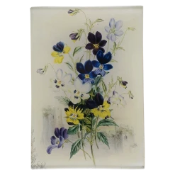 John Derian Pansies