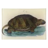 John Derian Animals Turtle D - FINAL SALE