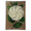 John Derian White Camellia