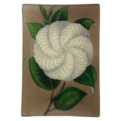 John Derian White Camellia