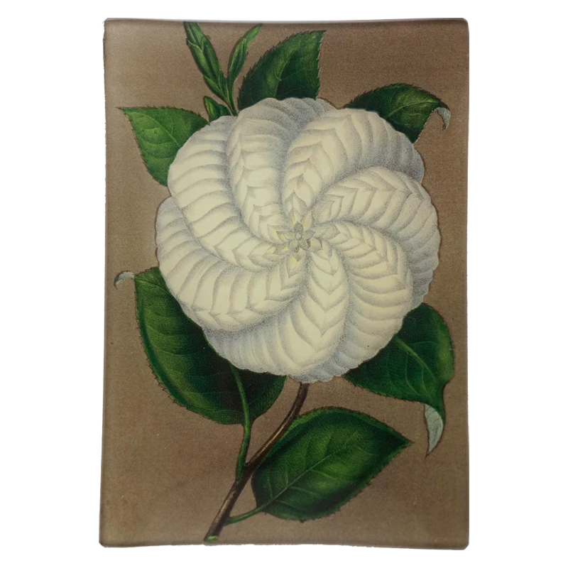 John Derian White Camellia 3 John Derian White Camellia