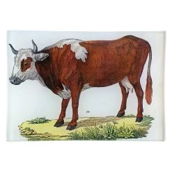 John Derian A Cow