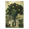 John Derian Twelve Manner Of Fruit (Tree) Decoupage