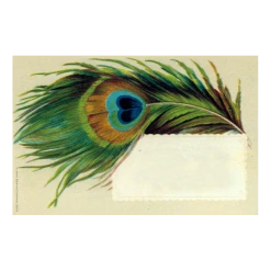 John Derian Company Inc Small Goods Peacock Feather