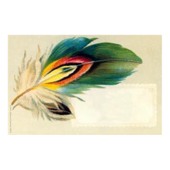 John Derian Company Inc Pheasant Feather