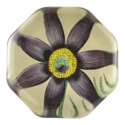 John Derian Dark Purple Clematis