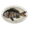 John Derian Fish 27