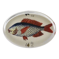 John Derian Fish 28 Decoupage