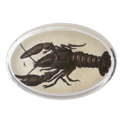 John Derian Scorpion R. Decoupage