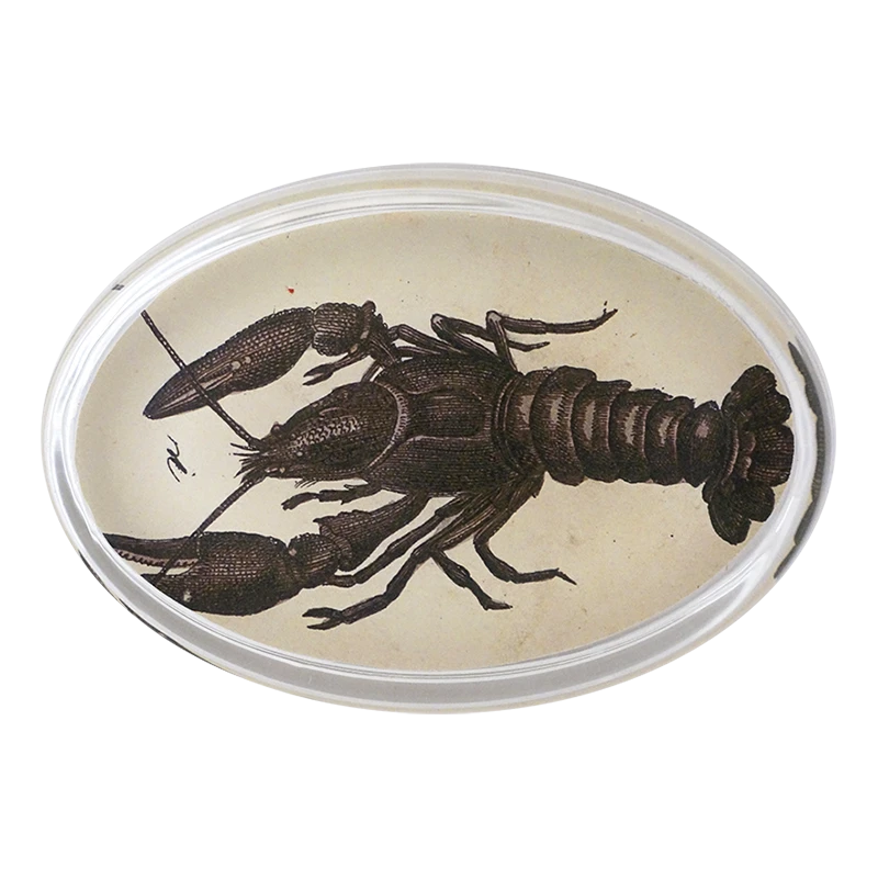 John Derian Scorpion R. Decoupage 3 John Derian Scorpion R. Decoupage