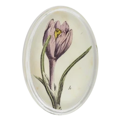 John Derian Decoupage Spring Crocus H