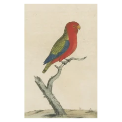 John Derian Company Inc Picture Book Images Paroquet From The East Indies