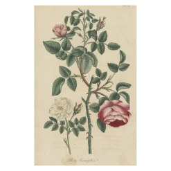 John Derian Company Inc Rosa Centifolia Picture Book Images