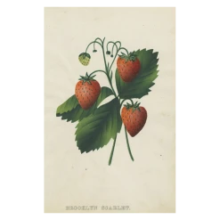 John Derian Company Inc Brooklyn Scarlet Picture Book Images