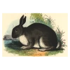 John Derian Company Inc The Rabbit