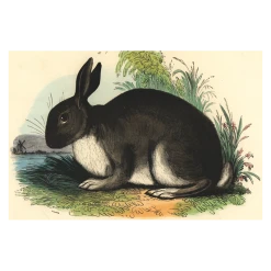 John Derian Company Inc The Rabbit