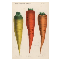 John Derian Company Inc Carottes Picture Book Images