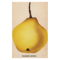 John Derian Company Inc Champion Quince