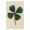 John Derian Company Inc St. Patrick's Day Clover