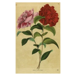 John Derian Company Inc Double Rose Picture Book Images