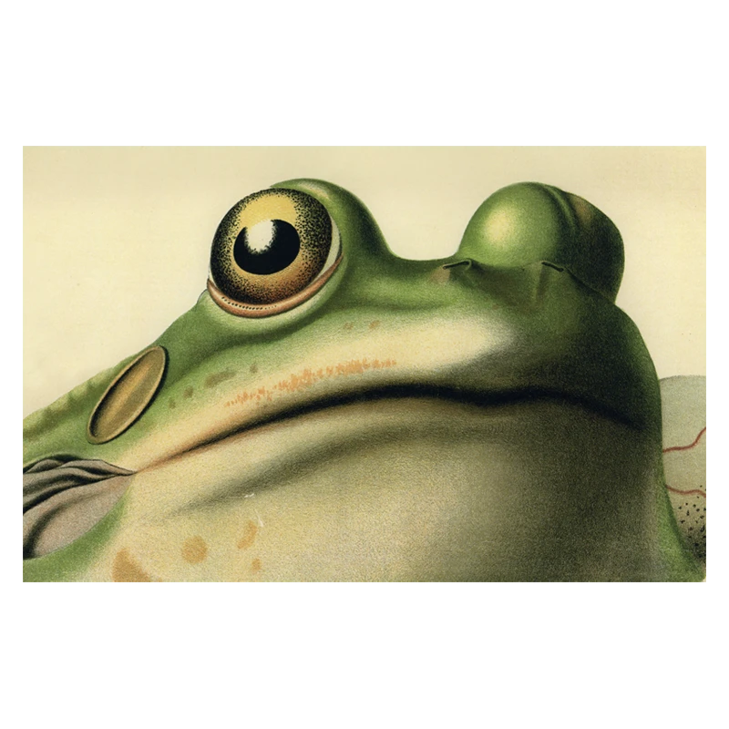 John Derian Company Inc Frog Close-Up 3 John Derian Company Inc Frog Close-Up