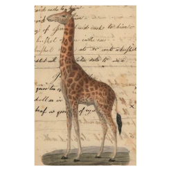 John Derian Company Inc Giraffe