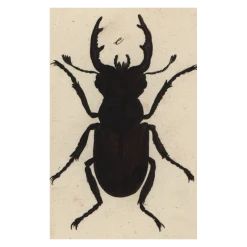 John Derian Company Inc Insect Silhouette Picture Book Images