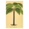 John Derian Company Inc Palm