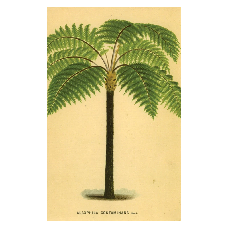 John Derian Company Inc Palm 3 John Derian Company Inc Palm