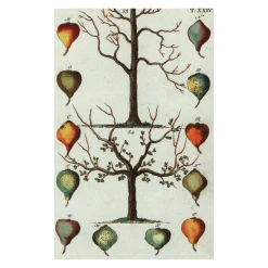 John Derian Company Inc Pear Tree Picture Book Images