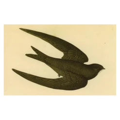 John Derian Company Inc Swift Bird