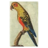 John Derian Company Inc Tropical Bird (Parrot) Small Goods