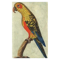 John Derian Company Inc Tropical Bird (Parrot) Small Goods
