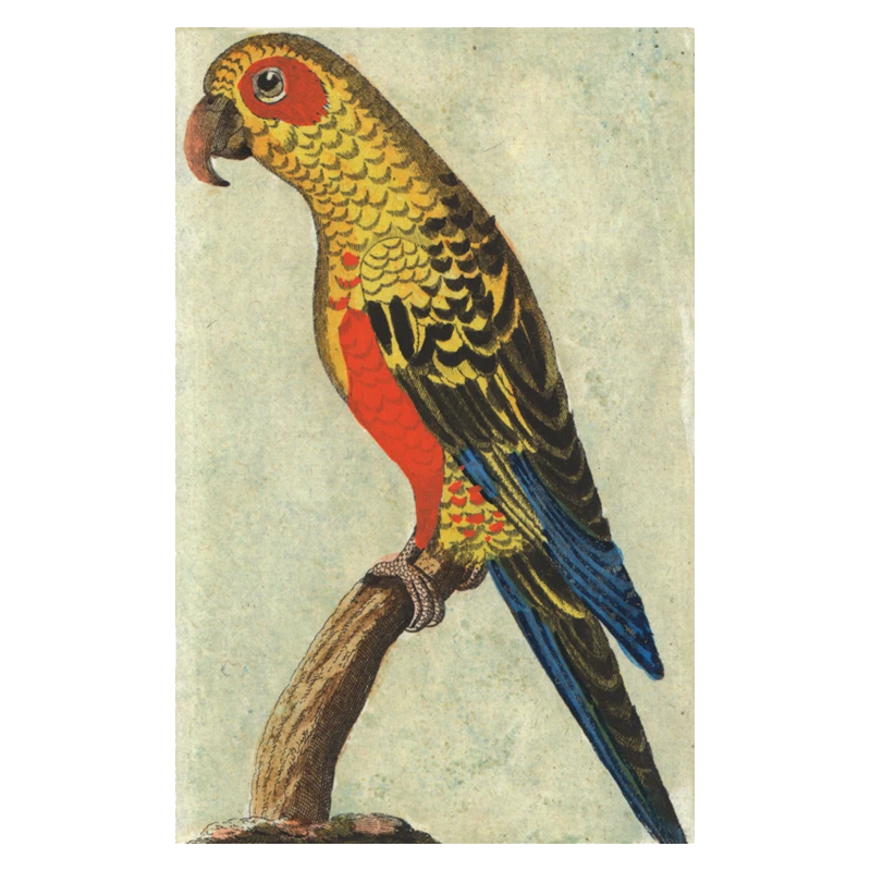 John Derian Company Inc Tropical Bird (Parrot) Small Goods 3 John Derian Company Inc Tropical Bird (Parrot) Small Goods