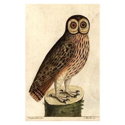 John Derian Company Inc Picture Book Images #1 Owl