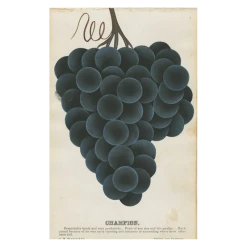 John Derian Company Inc Champion