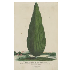 John Derian Company Inc Juniper