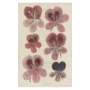John Derian Company Inc Pelargoriums Picture Book Images
