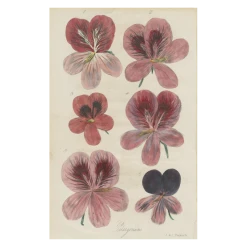 John Derian Company Inc Pelargoriums Picture Book Images