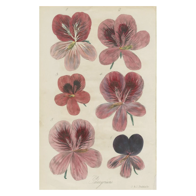 John Derian Company Inc Pelargoriums Picture Book Images 3 John Derian Company Inc Pelargoriums Picture Book Images