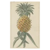 John Derian Company Inc Pineapple