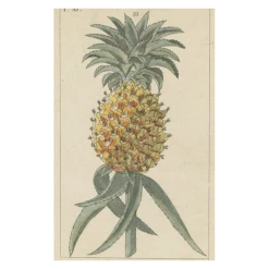 John Derian Company Inc Pineapple