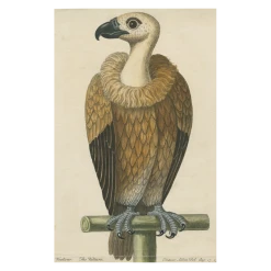 John Derian Company Inc Vulture Picture Book Images