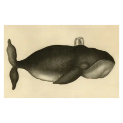 John Derian Company Inc Whale