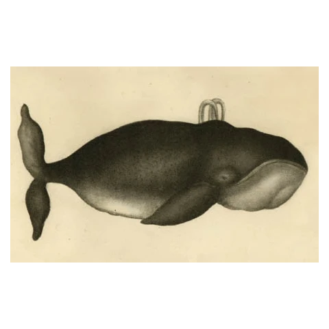 John Derian Company Inc Whale 3 John Derian Company Inc Whale